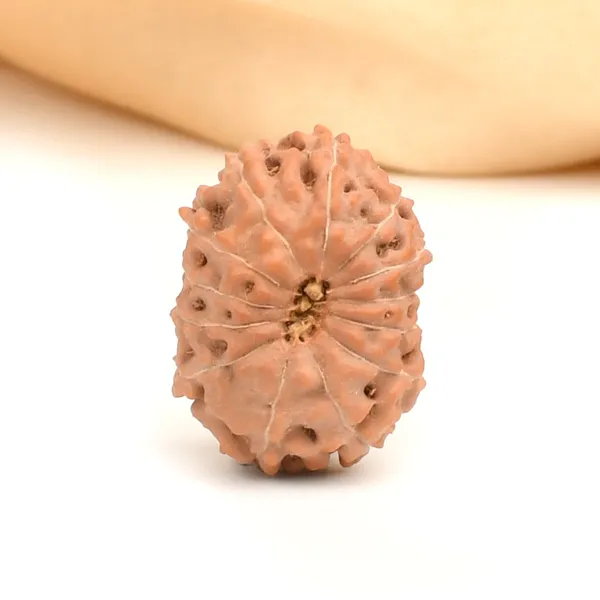 13_Mukhi_Rudraksha_Bead_Indonesia_Large