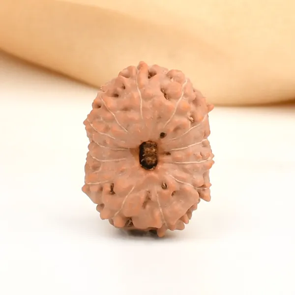 13_Mukhi_Rudraksha_Bead_Indonesia_Large