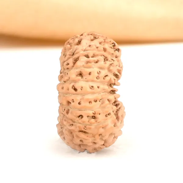 17_Mukhi_From_Java_Indonesia_Large_Cxc