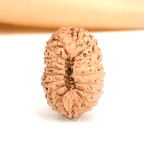 17_Mukhi_From_Java_Indonesia_Large_Cxc