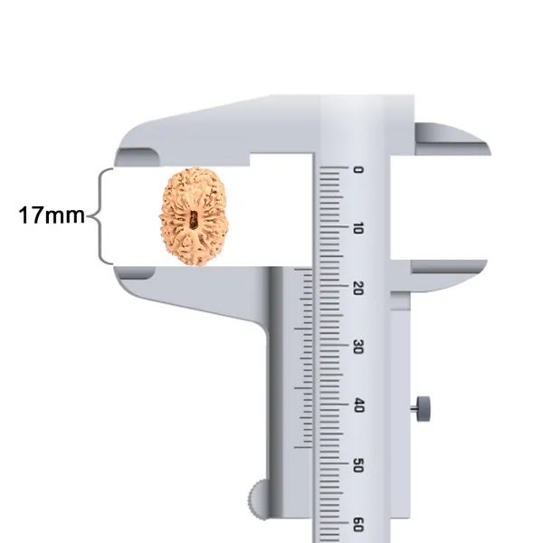 17_Mukhi_From_Java_Indonesia_Large_Cxc
