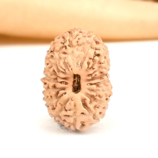 17_Mukhi_From_Java_Indonesia_Large_Cxc
