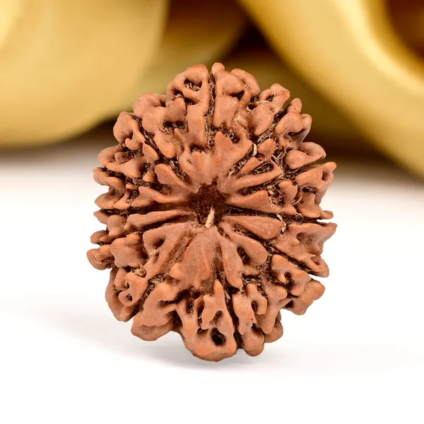 11_Mukhi_Nepal_Rudraksha_Bead