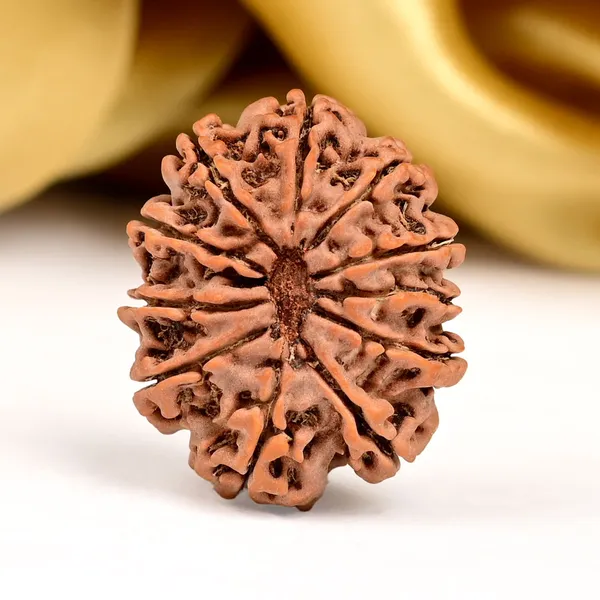 11_Mukhi_Nepal_Rudraksha_Bead