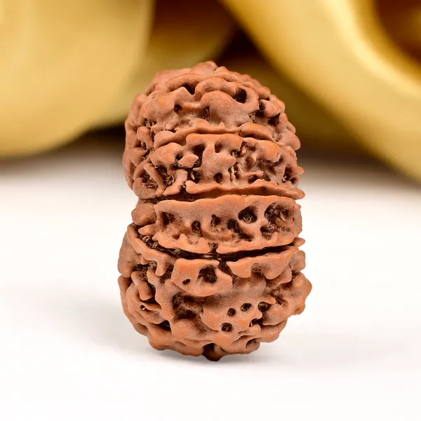 11_Mukhi_Nepal_Rudraksha_Bead