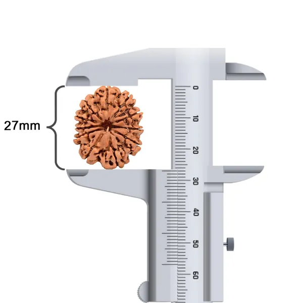 11_Mukhi_Nepal_Rudraksha_Bead
