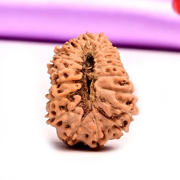 19_Mukhi_From_Java_Indonesia_Large_Xliv