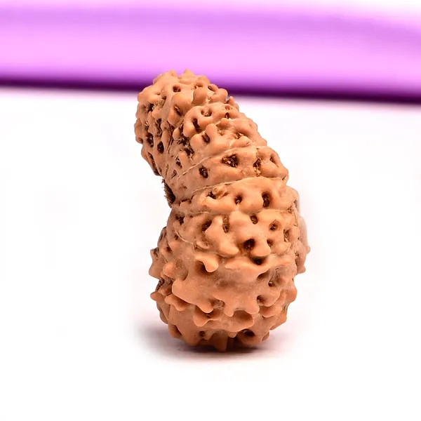 19_Mukhi_From_Java_Indonesia_Large_Xliv