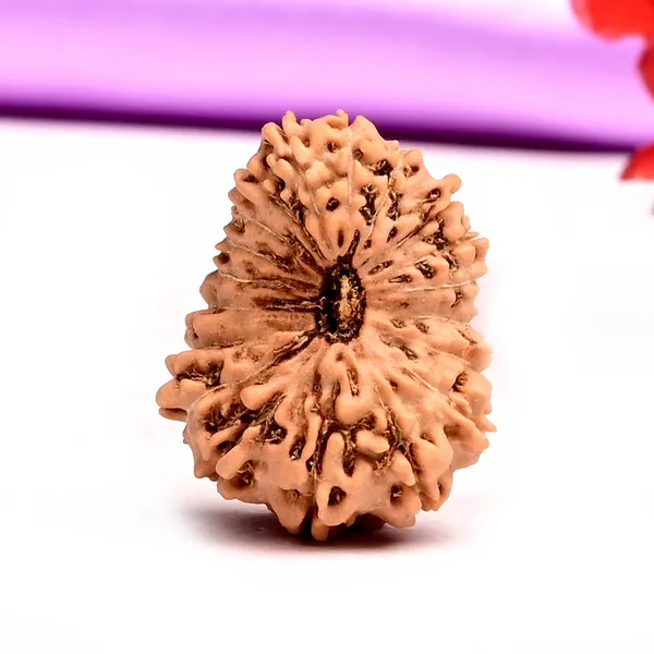 19_Mukhi_From_Java_Indonesia_Large_Xliv