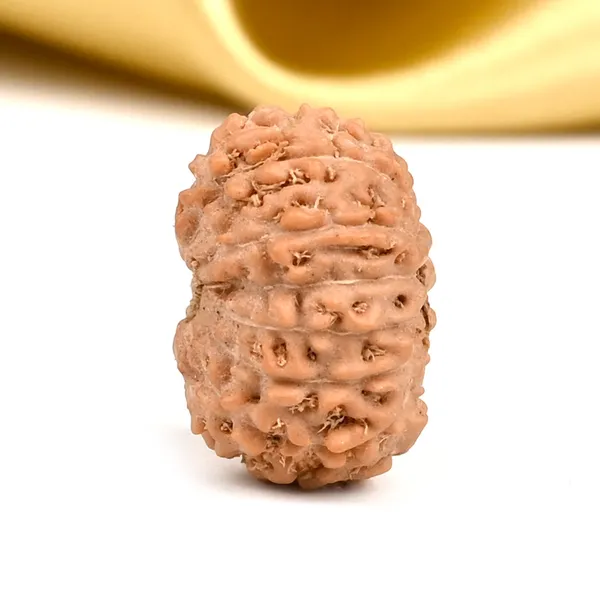 14_Mukhi_From_Java_Indonesia_Small_Cdxii