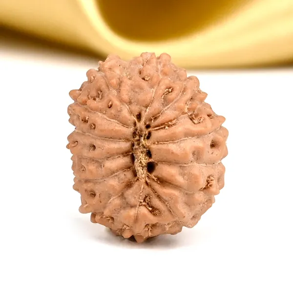 14_Mukhi_From_Java_Indonesia_Small_Cdxii