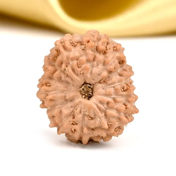 14_Mukhi_From_Java_Indonesia_Small_Cdxii