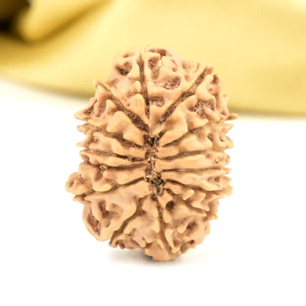 14_Mukhi_Rudraksha_Bead_Nepal_Origin_Deva_Mani