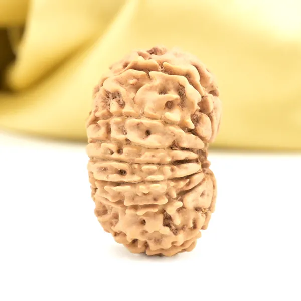 14_Mukhi_Rudraksha_Bead_Nepal_Origin_Deva_Mani