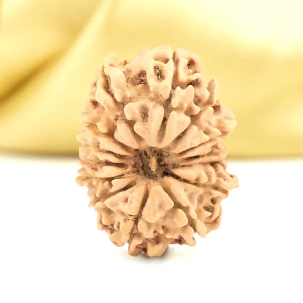 14_Mukhi_Rudraksha_Bead_Nepal_Origin_Deva_Mani