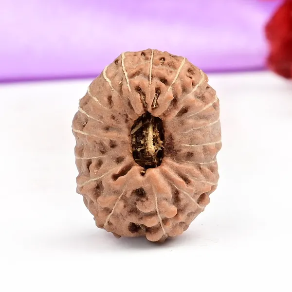 18_Mukhi_From_Java_Indonesia_Large_C