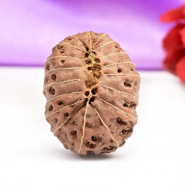 18_Mukhi_From_Java_Indonesia_Large_C