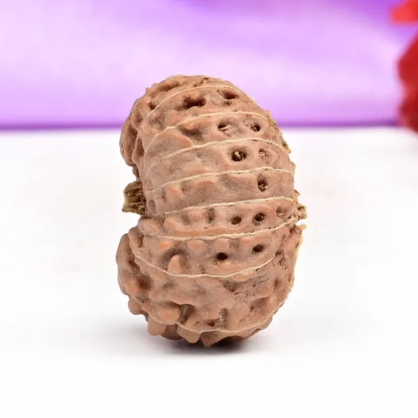 18_Mukhi_From_Java_Indonesia_Large_C