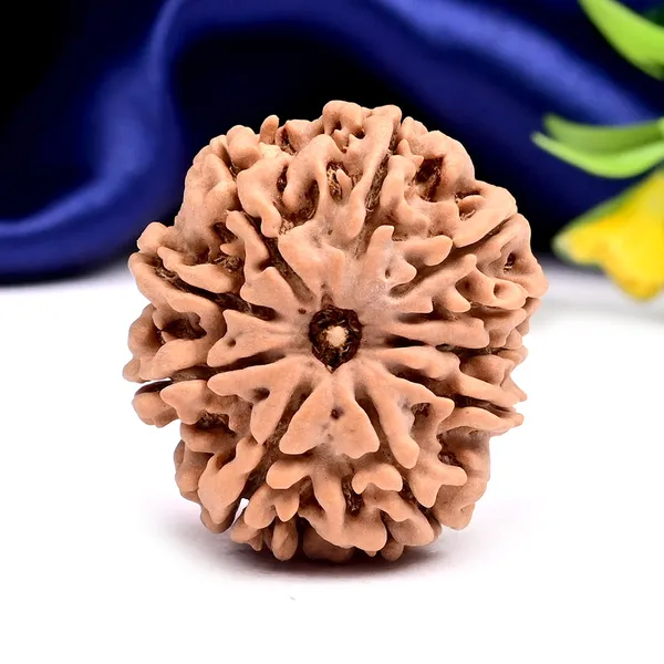 10_Mukhi_From_Nepal_Large_Clxxxi