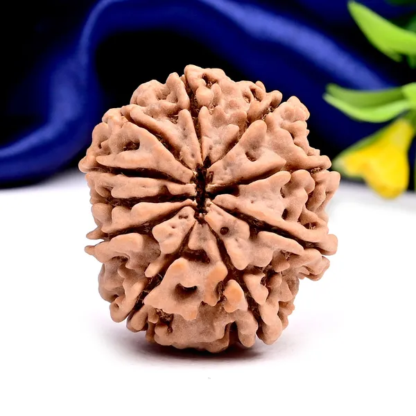 10_Mukhi_From_Nepal_Large_Clxxxi
