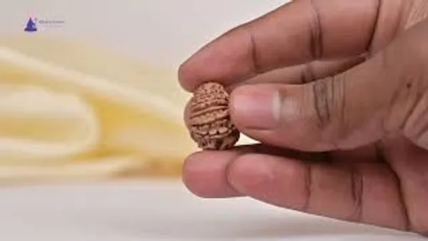 14_Mukhi_From_Nepal_Tiny_Liv
