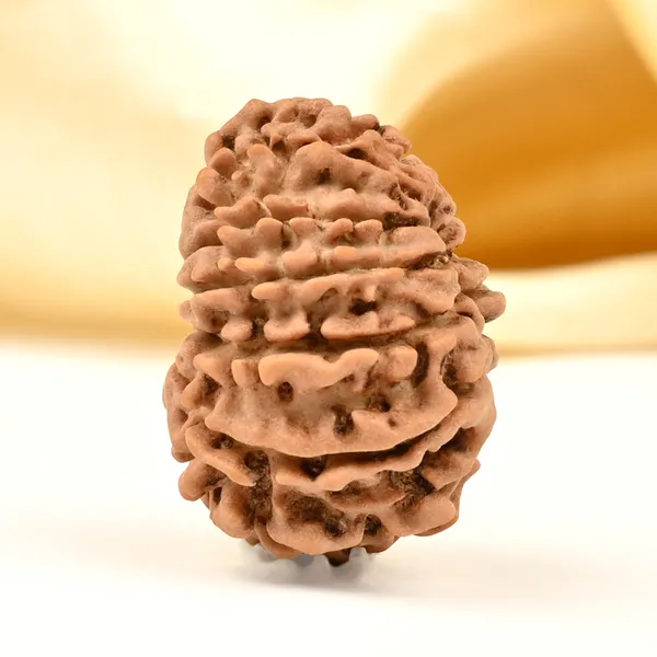 14_Mukhi_From_Nepal_Tiny_Liv