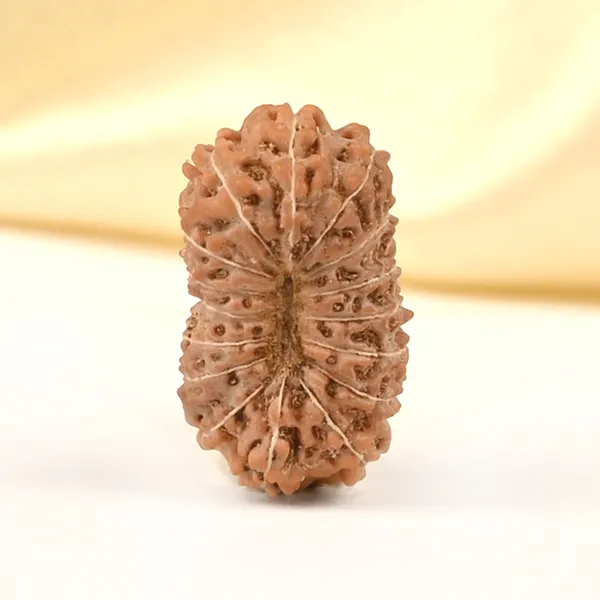 16_Mukhi_From_Java_Indonesia_Ccxlii