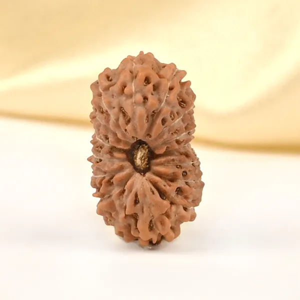 16_Mukhi_From_Java_Indonesia_Ccxlii