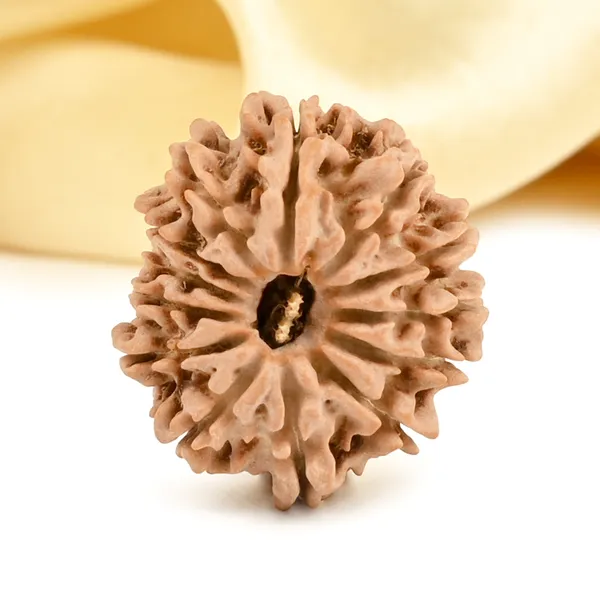 Techpandit_13_Mukhi_Rudraksha_Bead_Nepal_Origin