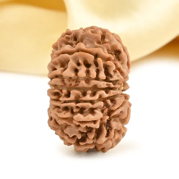 Techpandit_13_Mukhi_Rudraksha_Bead_Nepal_Origin