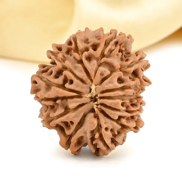 Techpandit_13_Mukhi_Rudraksha_Bead_Nepal_Origin
