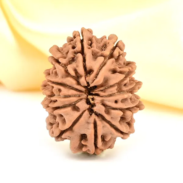 12_Mukhi_From_Nepal_Small_Cdlxxxi