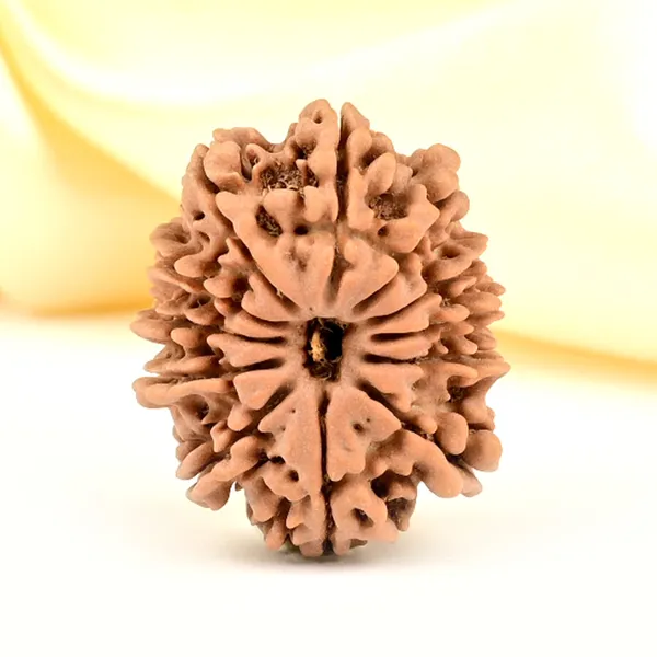 12_Mukhi_From_Nepal_Small_Cdlxxxi