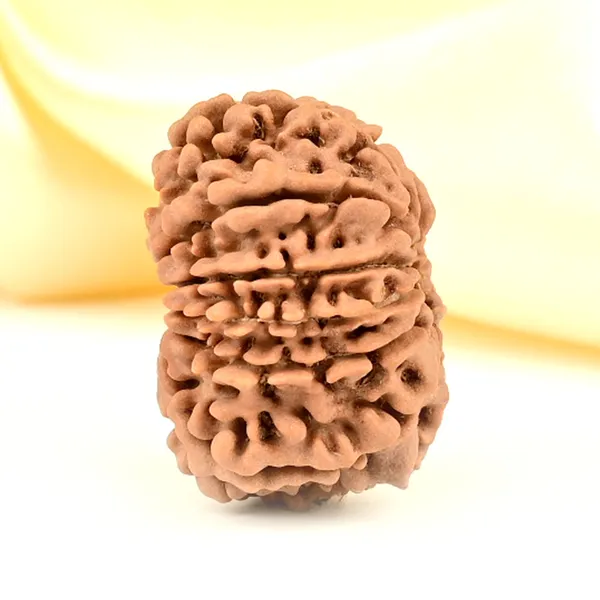 12_Mukhi_From_Nepal_Small_Cdlxxxi