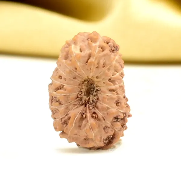 16_Mukhi_From_Java_Indonesia_Small_Cl