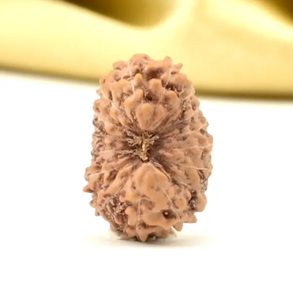 16_Mukhi_From_Java_Indonesia_Small_Cl