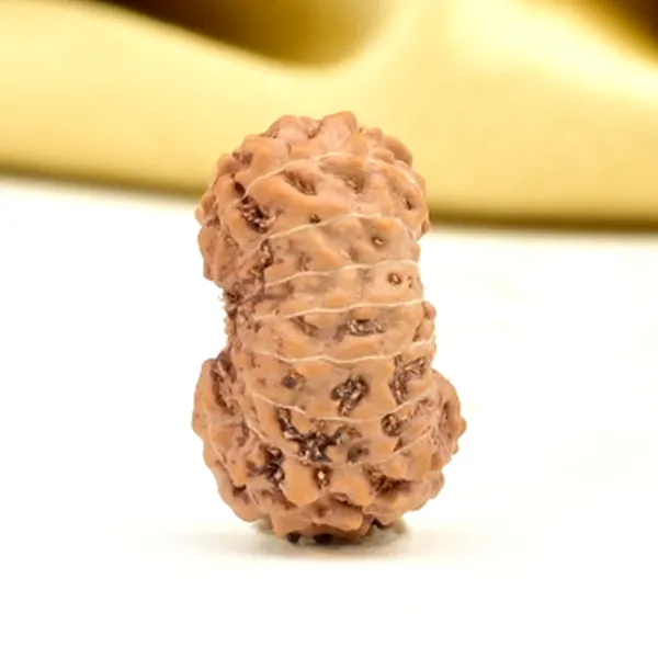 16_Mukhi_From_Java_Indonesia_Small_Cl