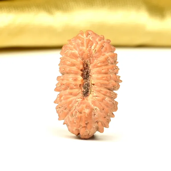 19_Mukhi_From_Java_Indonesia_Small_Clxiii