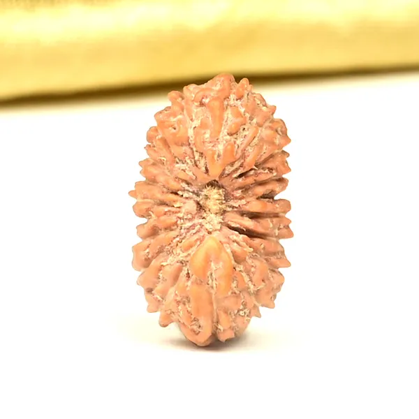 19_Mukhi_From_Java_Indonesia_Small_Clxiii