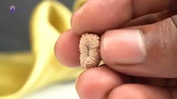 19_Mukhi_From_Java_Indonesia_Small_Clxiii