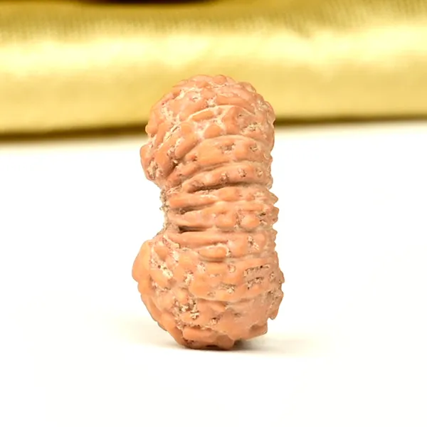 19_Mukhi_From_Java_Indonesia_Small_Clxiii