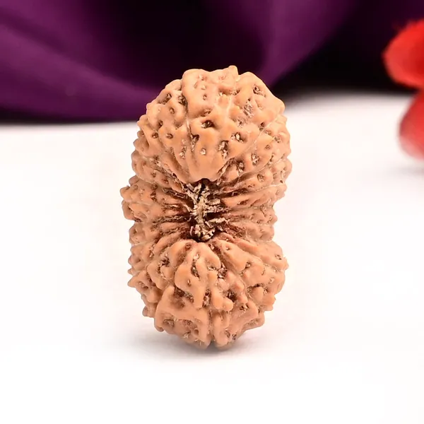 Techpandit_19_Mukhi_Rudraksha_Bead_Indonesia_Large