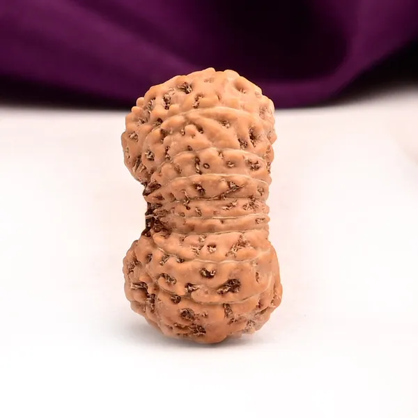 Techpandit_19_Mukhi_Rudraksha_Bead_Indonesia_Large