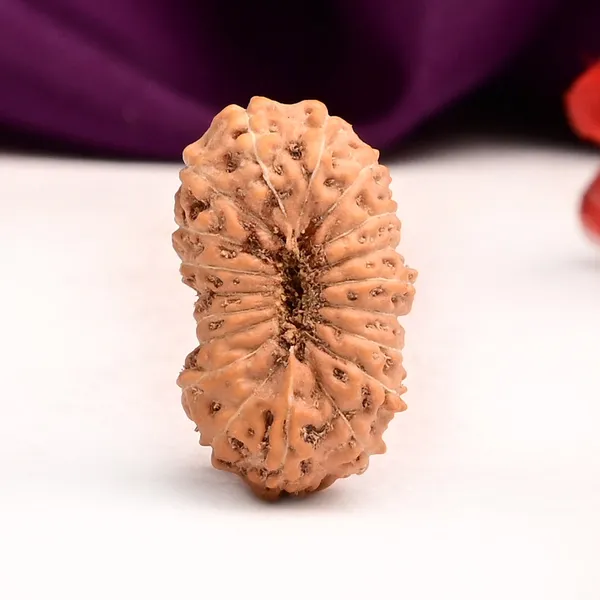 Techpandit_19_Mukhi_Rudraksha_Bead_Indonesia_Large