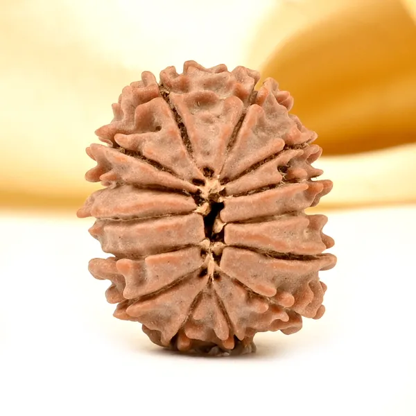 14_Mukhi_Rudraksha_Tiny_Bead_From_Nepal