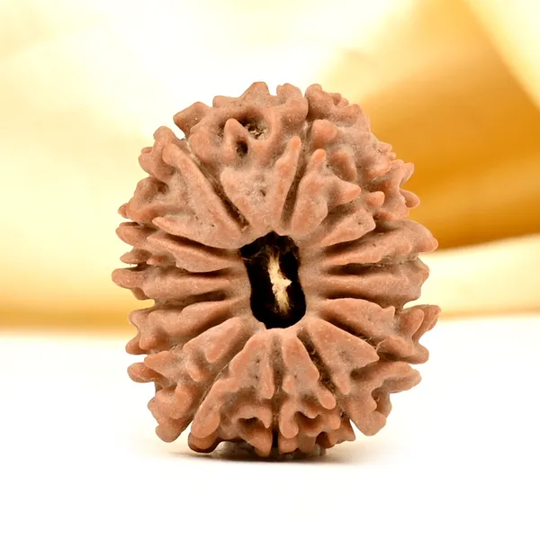 14_Mukhi_Rudraksha_Tiny_Bead_From_Nepal