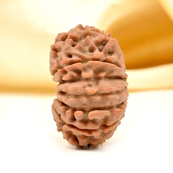 14_Mukhi_Rudraksha_Tiny_Bead_From_Nepal