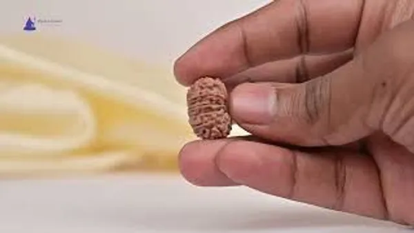 14_Mukhi_Rudraksha_Tiny_Bead_From_Nepal