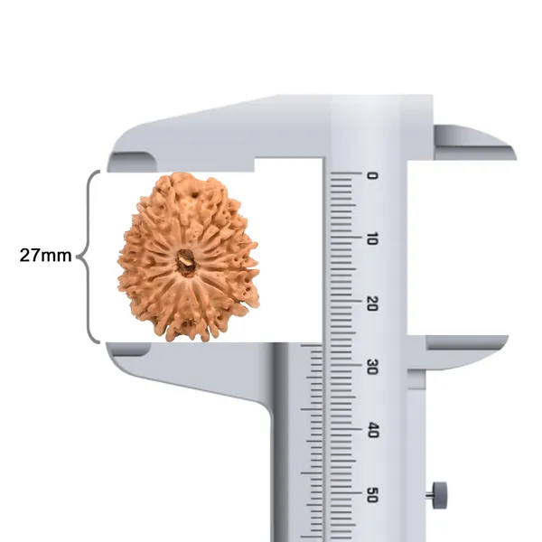 15_Mukhi_Rudraksha_Bead_Nepal