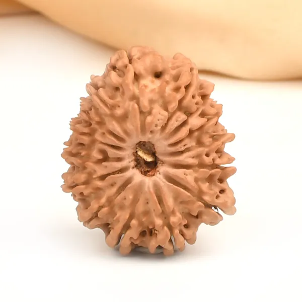 15_Mukhi_Rudraksha_Bead_Nepal
